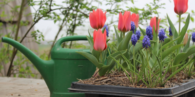 tulpen im topf tulpen im topf
